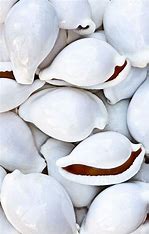 Pupu